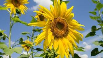 Sunflowers Wallpaper Flower