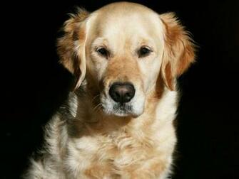 Desktop Wallpaper Gallery Animals Golden Retriever Puppy