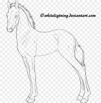 Horse Lineart Drawing Foal Png Image With Transparent