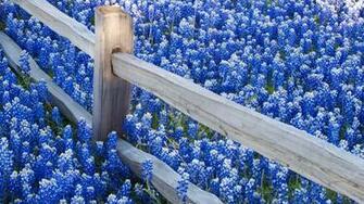 Texas Bluebonnet Wallpaper
