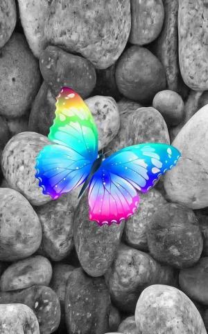 Borboleta Colorida Colorful Animals Rainbow Pictures Cute