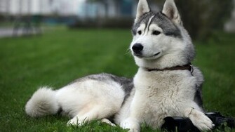 Alaskan Malamute Wallpaper