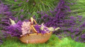 Lavender Purple Flowers On Farm Wallpaper