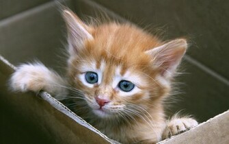 Kitten Box Google Skins Background