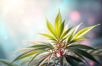 Marijuana Wallpaper Computer
