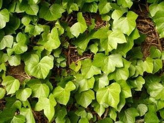 Climbing Ivy Desktop And Mobile Wallpaper Wallippo