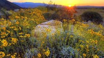 Sunrise Spring Wallpaper California Park