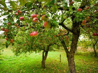 Trees Closer Together They Could Increase Their Harvest Of Apples Per