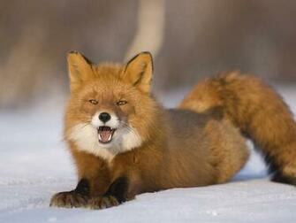 Wallpaper Red Fox Snow HD