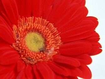 Single Flower Wallpaper