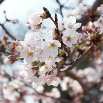 Cherry Blossoms iPad Air Wallpaper iPhone