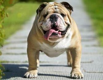 English Bulldog Wallpaper