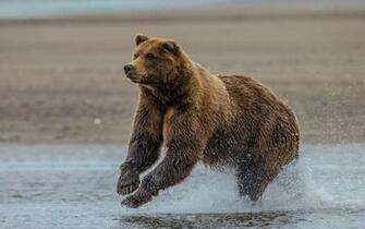 Grizzly Bear Wallpaper