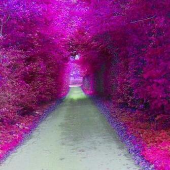 Nature Love Wallpaper HD Background Of