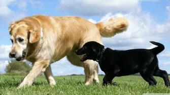 Labrador Retriever Wallpaper High Resolution And Quality