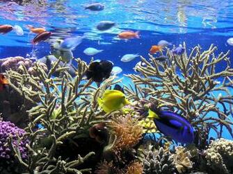 Saltwater Fish Wallpaper