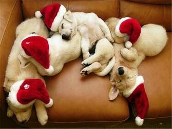 Funny Collection World Find The Best Funniest All