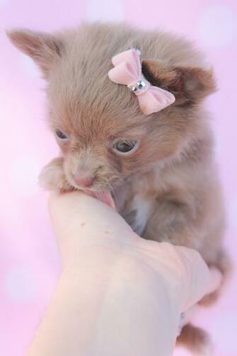 Teacup Chihuahuas Image Crazy Gallery