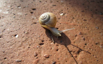 Snails Wallpaper HD