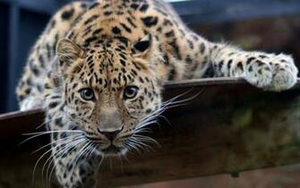 Wild Cat Wallpaper At Wallpaperbro