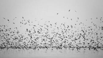 Bird Wallpaper Black And White Amazing