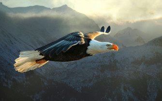Eagle Flying Wallpaper