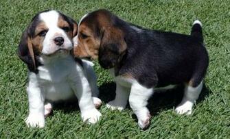 Beagle Wallpaper Pictures Breed Information