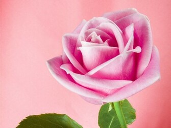 Pink Roses Rose Wallpaper Light