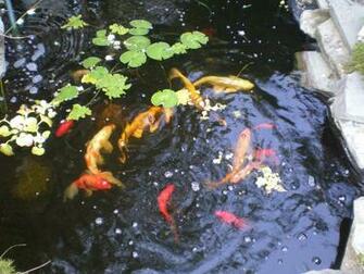 Fish Pond Wallpaper In HD Quality Wallinsider