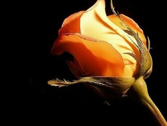 Roses Flowers Image Background Wallpaper Jpg