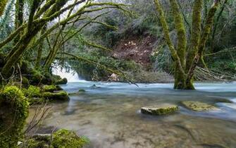 River Trees Moss Forest Rocks Stones Wallpaper Background