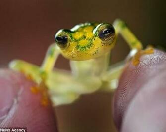 Funny Frog Glasses Wallpaper HD Super
