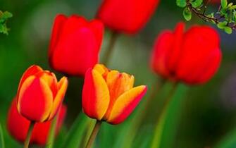 Red And Orange Tulips Wallpaper