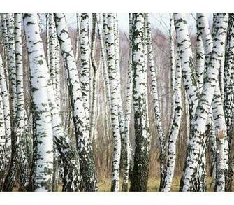 Birch Tree Wallpaper Ximage File Name Irch