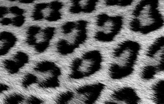 Black Leopard Background