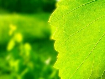 Luminous Leaf Glow Wallpaper