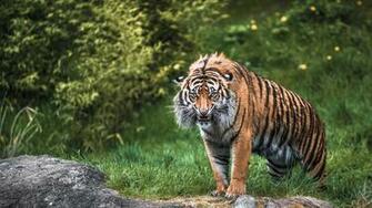 Wallpaper Tiger Aggression Teeth Face Grass Full HD