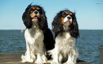 Cavalier King Charles Spaniels Vektor