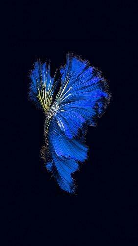 An82 Apple Ios9 Fish Live Background Dark Blue