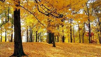 Wallpaper Background Cool HD Nature Desktop Natural