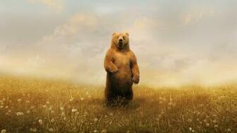Bear Wallpaper HD Pictures One