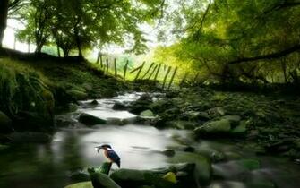 Nature Wallpaper Forest Stream Stage Desktop