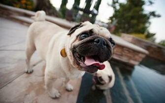 Cute Pug Wallpaper