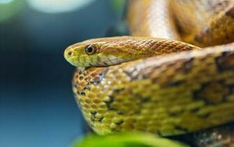 Wallpaper Anaconda