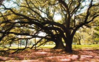 New Orleans City Park Wallpaper
