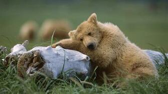 Sleepy Bear Wallpaper Background HD
