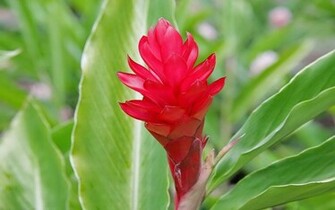 Red Exotic Flower Wallpaper