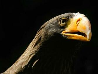 Sea Eagle Wallpaper