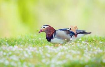 Mobile Screensavers And Wallpaper Animals Android