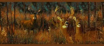 Whitetail Deer Wallpaper Border White Tail